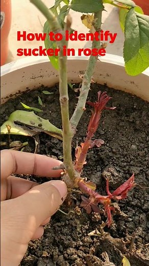 How to identify rose sucker branch