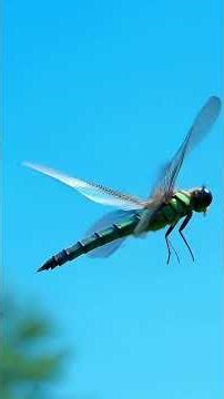 The Incredible Speed ​​of Dragonflies ⚡ The Fastest Insects in the Sky #uniquefacts #animals #sho...