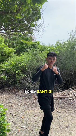 Keindahan Bonsai Santigi dari Indonesia