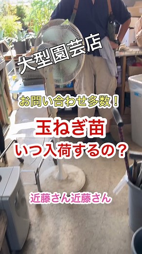 タマネギ苗の入荷時期と育て方