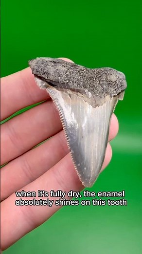 This is how different fossilized shark teeth look after they dry!