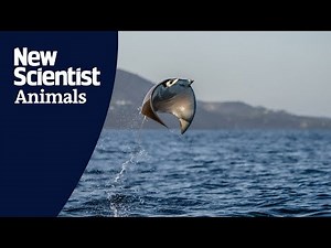 Why do rays and sharks breach?