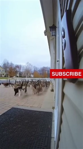 Cats prank-call the doorbell 2 Part #funny #funny_cats #cat