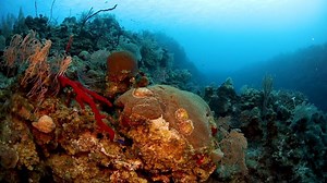 Experience a series of canyons that come together on the face of a vertical wall! Learn more - https://www.visitcaymanislands.com/en-us/dive-cayman | Scuba Diving Magazine