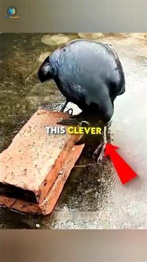 This Crow Is A Genius! 🧠🐦 (Smartest Bird Ever!)#shorts #crow