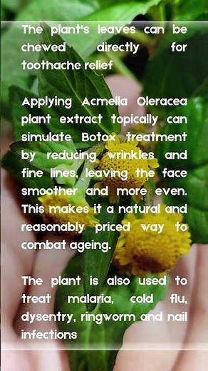 MIND-BLOWING Health Benefits of Acmella Oleracea Revealed