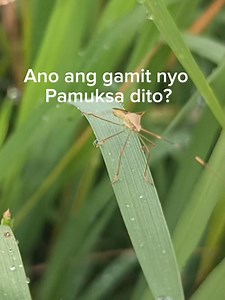 Ang Tiyangaw/ Atangya/Dangaw o rice bug (Leptocorisa oratorius) ay isang uri ng peste na kilala sa pagsira ng palay. Ang mga insektong ito ay sumisipsip ng katas mula sa butil ng palay habang ito ay nasa yugto ng pamumulaklak hanggang sa pagkahinog, na nagdudulot ng pagkalanta ng butil at pagbaba ng kalidad ng ani. Ang mga palay na naapektuhan ng rice bug ay nagkakaroon ng discoloration at parang "empty grains" o yung parang walang laman na butil. #farmerschoiceagri #RICEFARMING | Farmers Choice
