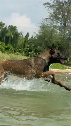 Charlie's Water Adventures: From Puppy to One Year Old / Водные приключения: Чарли от щенка до года