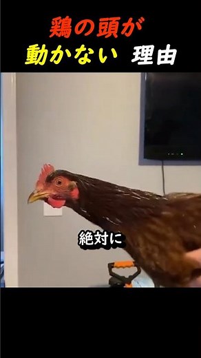 Why doesn't a chicken's head move?