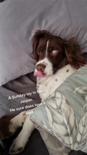 Lazy Spaniel - 📸 Source: @ lyndseywilliams60 on TikTok All credit are reserved for their respective Owners | English Springer Spaniel Dog