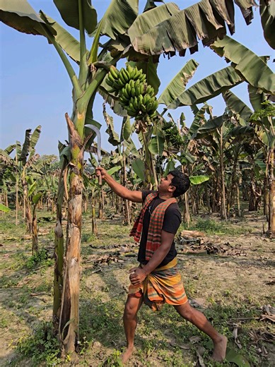 Banana Farming Practices Explained