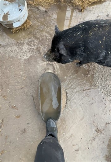 After nearly a solid week of clouds, rain, and mud, the sun finally came out this morning and both the humans and pigs are very ready for it. Life at a rescue doesn’t stop when the weather turns bad. Caring for outdoor farm animals during long stretches of rain means constant work behind the scenes: refreshing bedding so the pigs have dry places to rest, adding extra straw for warmth, checking shelters to make sure they stay dry and windproof, and monitoring hooves and skin for issues that can c