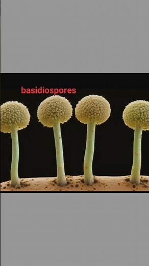 Sexual Reproduction in Fungi | Types of Sexual Spores Explained last part #fungi #spore #biology