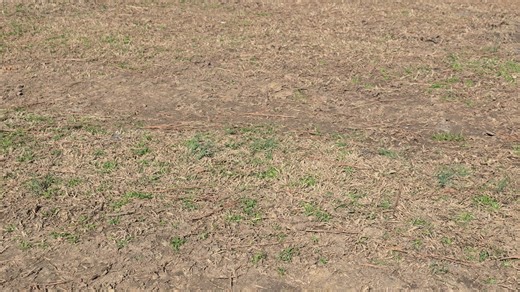 Doberman Pinscher puppy for sale