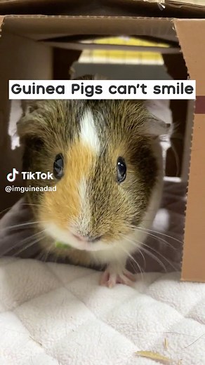 Cutest Guinea Pig Smiles Ever! Meet GuineaDad's Happy Pets