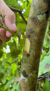 New grafting technique for grafting lemon trees. #lemon #grafting #plants #reels #reelsfypシ #trees | Cha Garden