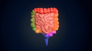 Colon, Digestion, Small Intestine. Free Stock Video