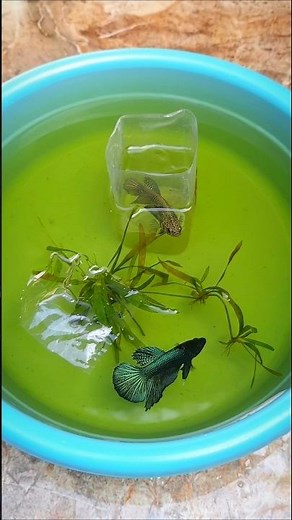 Betta fish breeding pond||betta fish pond setup.🥰😍🥳