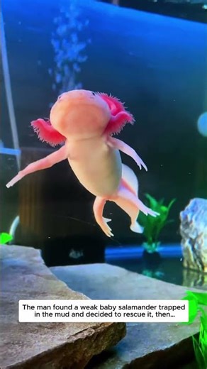 Tiny Axolotl Rescued Just in Time. #fish #axolotl #lovestory #animals #wildliferescue #adoption