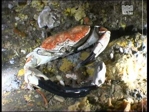 Tasmanian Giant Crab - Pseudocarcinus gigas - heaviest species of crab in the world