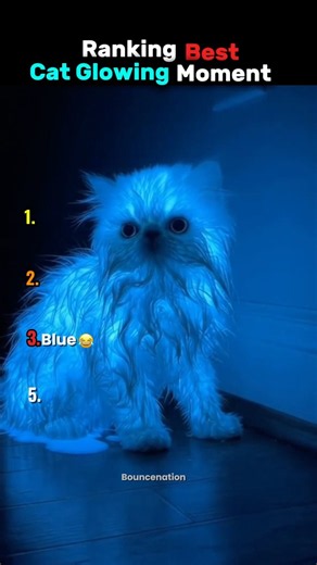 Ranking Best Cat Glowing Moments