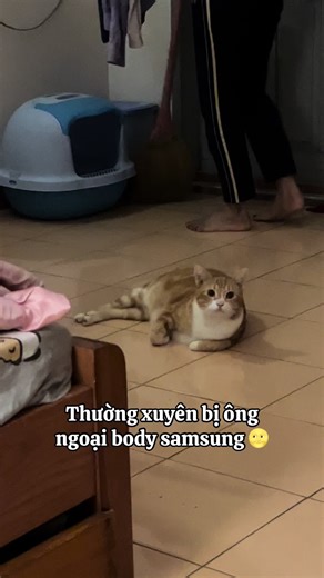 Đang nằm thôi mà cũng bị chê b é o 🥲🥲🥲 #pets #viral #trending #meocam #funny #xuhuong