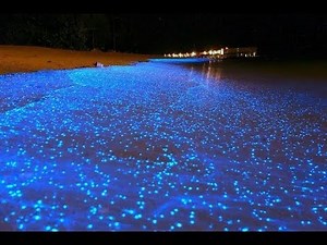 Sea of Stars | Beautiful glowing beach | Maldives Night