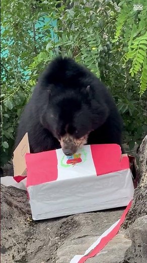 Andean Bear Day PARTY With Bjorn!