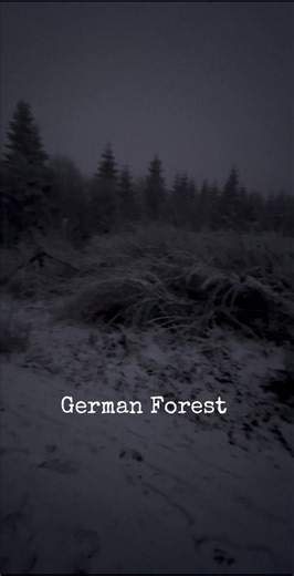 Exploring the German Forests: Nature's Hidden Gems