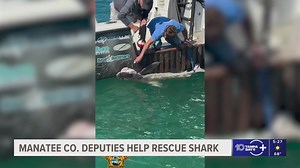 Manatee County deputies and marine experts help rescue a shark