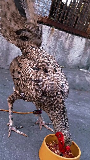 Exciting Derby Sultada Sabong 2023 Full Video