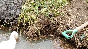 1.1K views · 48 reactions | Good day to all. | Dexter's World | Facebook