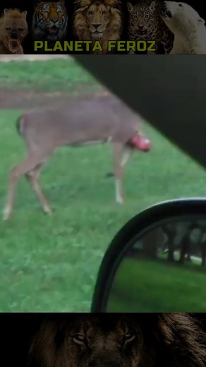 Planeta Feroz no TikTok