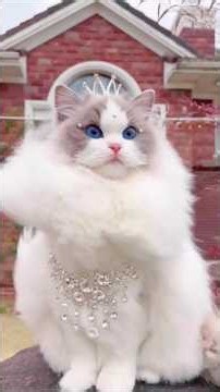 The Most Glamorous Cat You’ve Ever Seen! 👑🐱|This Cat is More Stylish Than Use!cat~version #shorts