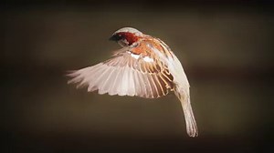 28K views · 173 reactions | "The twittering, the chirping, is fabulous..." Chef Cyrus Todiwala on the house sparrow. | BBC Radio 4 | Facebook