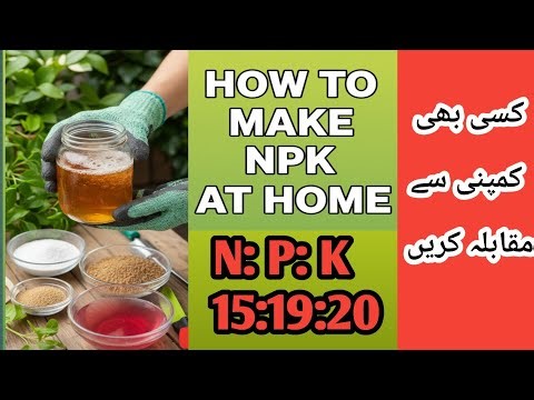 How to make NPK At home // گھر پہ بنائیں کھاد NPK