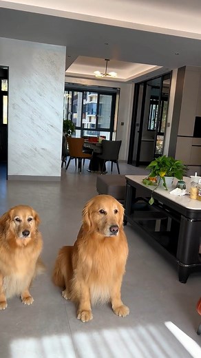 9.3K views · 624 reactions | Episode 221 - Welcome new home #pet #dog #pets #dogs #doggies #cute #cat #reels #facebookreels #savealife #shorts #respect #foryou #fyp #fun #funny #funnydogs #funnyclips | Pet Lovers | Facebook