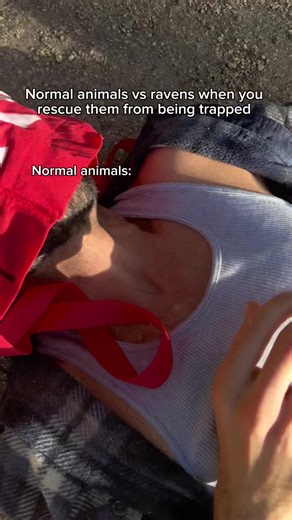 Normal animals vs ravens when you rescue them from being trapped. #fyp #humor #joke
