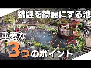 【錦鯉】プロが教える！錦鯉を綺麗に飼育するために必要な池の3つのポイント👉