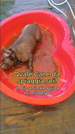 Quale cane da spiaggia sarai? 🏖️🐶