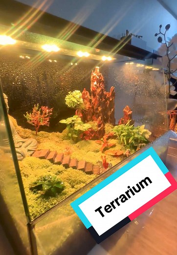 Easy Tips for Maintaining Your Terrarium Successfully