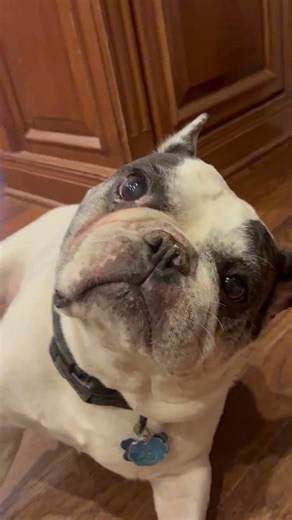 Among us #memes #dog #cutefunny