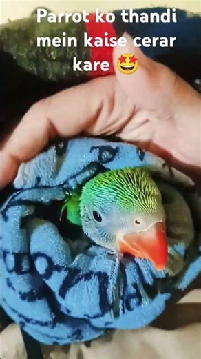 perot ko thandi main kese rakna chiye