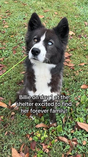 Animal Care Society 🐾 on Instagram: "Billie has now been at the shelter for over 2 years. She is a vibrant 2.5 year old Border Collie mix with a zest for life and a heart full of love, but due to some resource guarding tendencies, she requires a dedicated and experienced owner who can be patient and understanding with her. We know Billie’s perfect home is out there, and we’re not giving up on her. We hope you won’t either. Come visit her at Animal Care Society today! #AdoptDontShop #Dogs