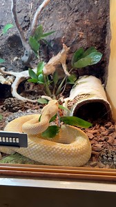 Princess Peaches My Albino Rattlesnake Hunts A Mouse! 🤯🐀 Western Diamondback Rattlesnake Venom Is Highly Potent And Primarily Hemotoxic, Disrupting Blood Clotting And Damaging Tissues. It Can Cause Severe Pain, Swelling, And Rapid Systemic Reactions If Not Treated Promptly. 🔥 Enjoyed This Epic Content? Hit Follow Now, Comment Your Thoughts And Don’t Miss The Next Mind-Blowing Post From TheBlackIvoryX! Your Engagement Helps Us Grow And Inspire More Every Day! 🚀✨ #reelsfypシ #reptilelover #anim