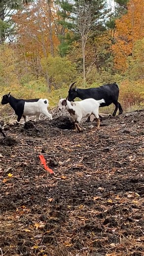 Mork arrived on the farm with his twin sister Mindy. Oscar arrived a few weeks later as a day old calf. Since those 7 1/2 years Mork and Oscar have been the very best of friends. Mork has no idea that Oscar has grown so big and continues to play with him | Our Farmacy