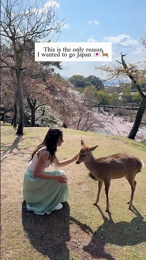 Planning a Japan trip? Don’t miss Nara Park. Just under an hour from Kyoto or Osaka by train! #japan