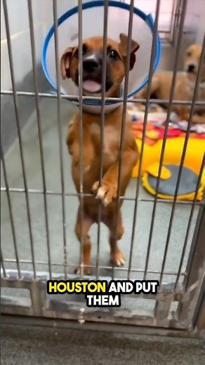91 Dogs Rescued in Houston’s from the cold!