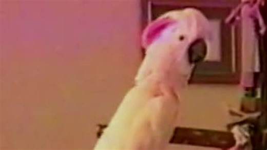 The Planet's Funniest Animals S01:E03 - Episode 3