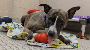 Nala is back on campus in the hopes of finally finding a family. She's been looking for more than 100 days now, but luckily has spent most of that time in a foster home. Nala is a world-class cuddler, lover of squeaky toys, tasty KONGS and spending quality time with her hoomans out in the yard. https://bit.ly/3MuauCV | Seattle Humane
